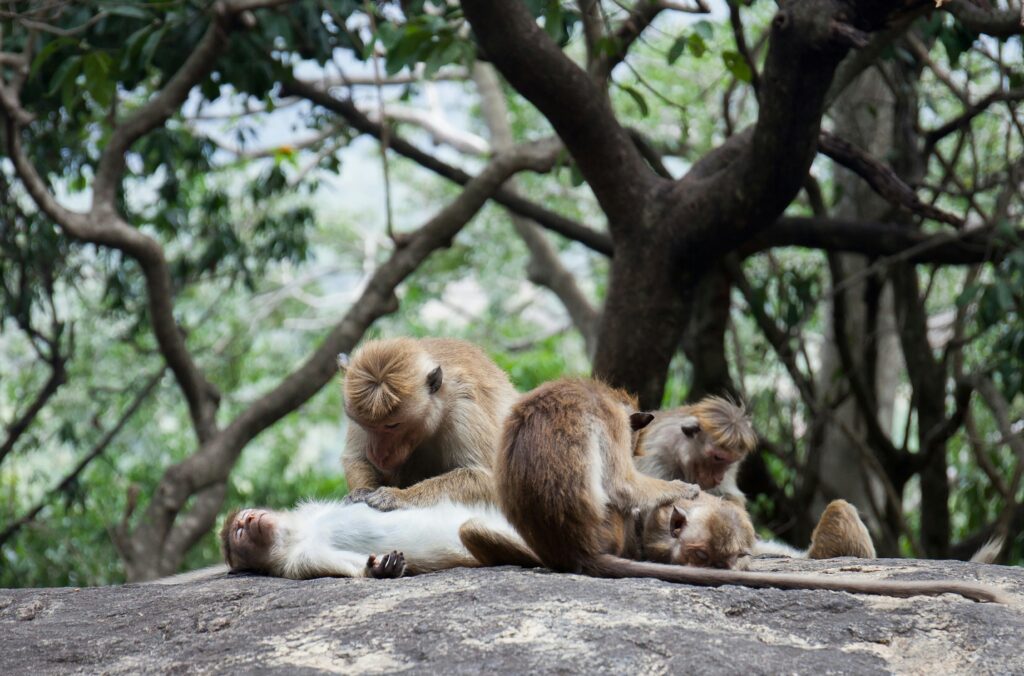 Dambulla