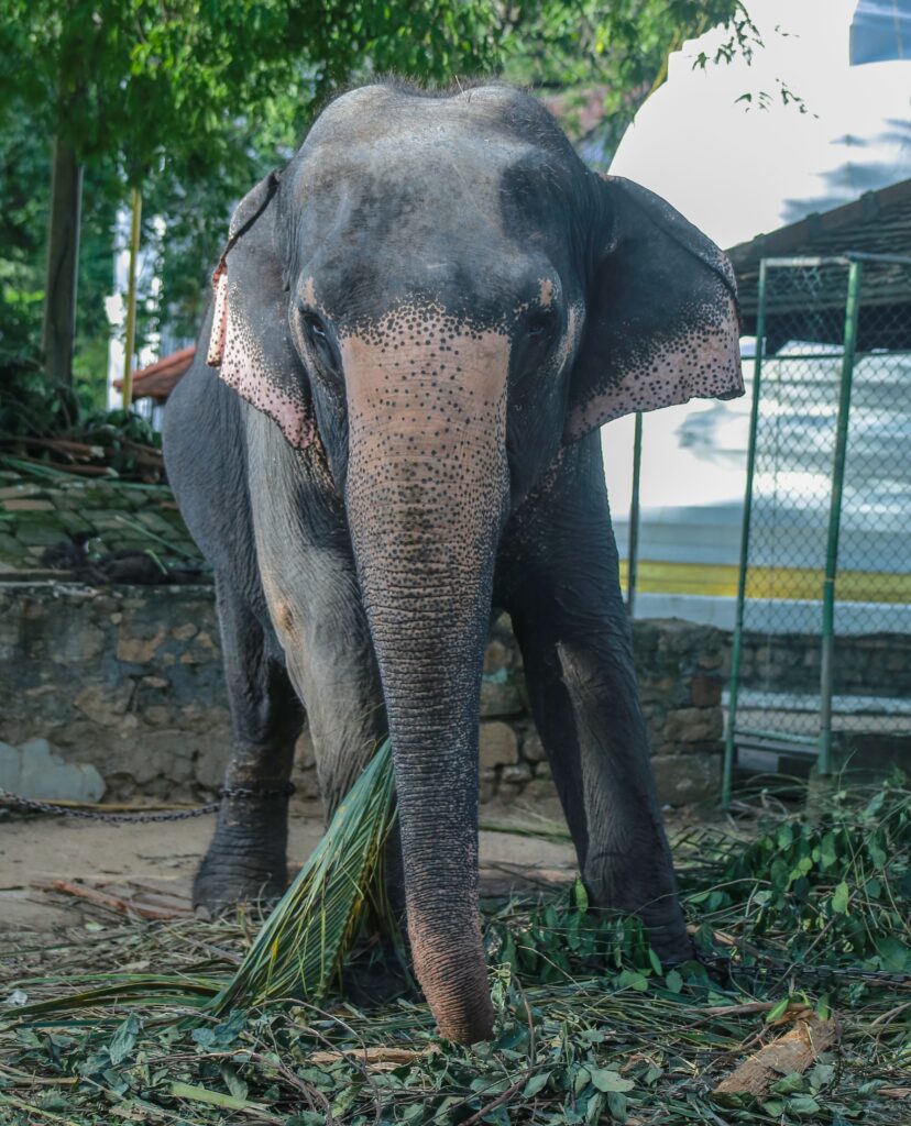 Kandy