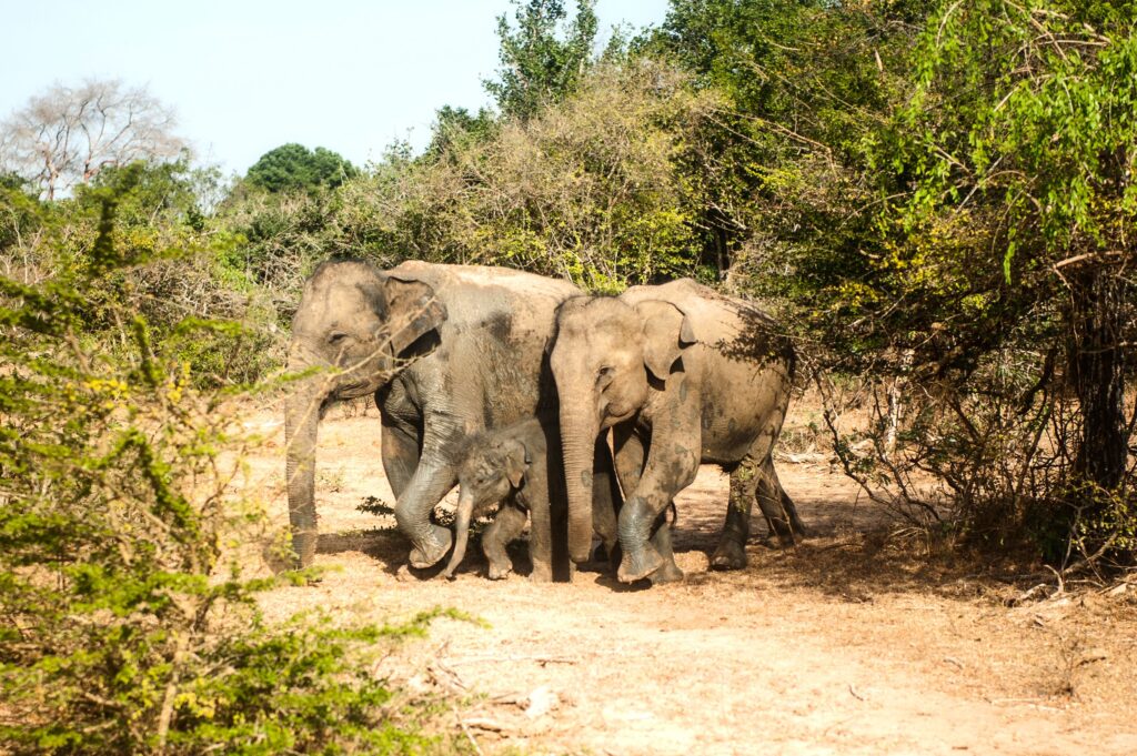 Udawalawe