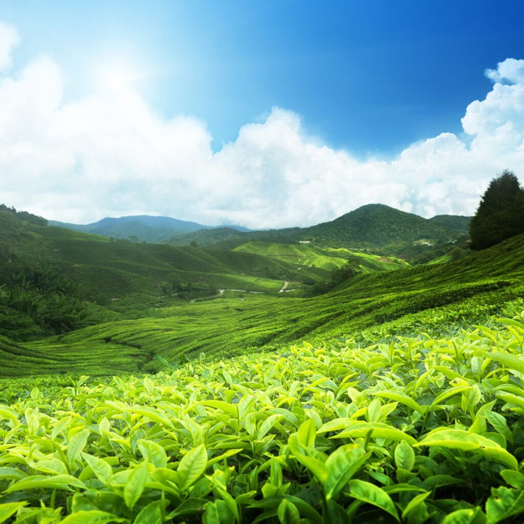Nuwara Eliya