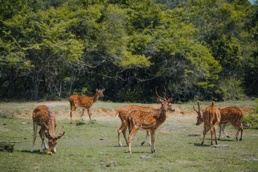 Sri Lanka Tour