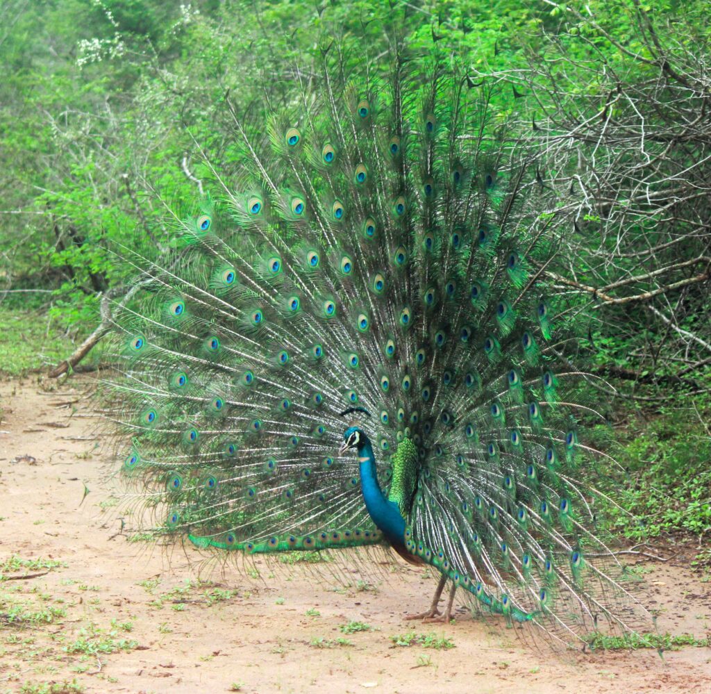 Sri Lanka Tour
