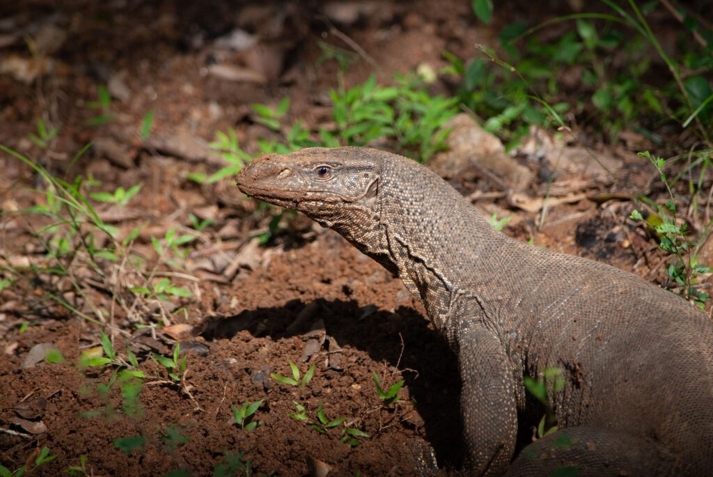 Sri Lanka Tour
