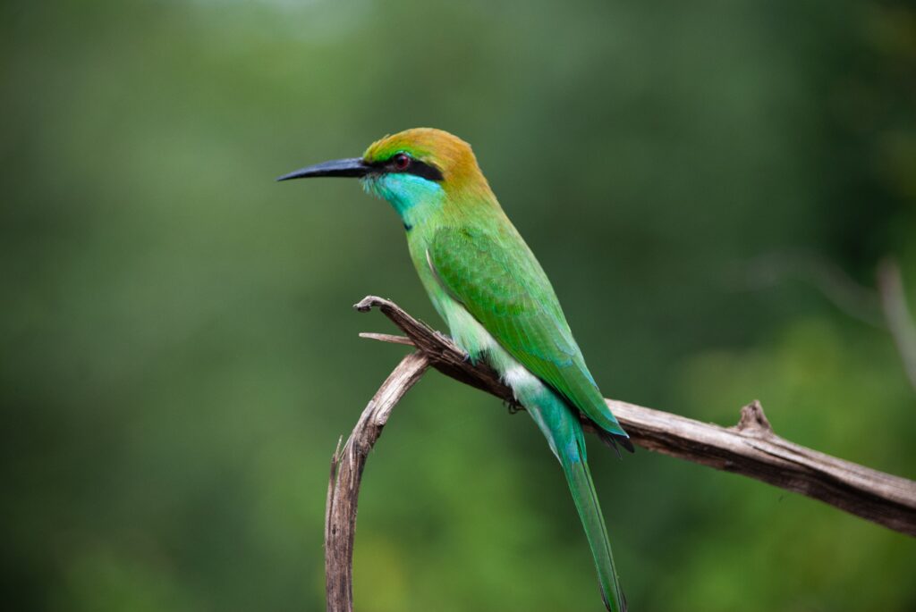 Sri Lanka Nature & Coast Tou